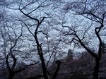 sakura01.JPG